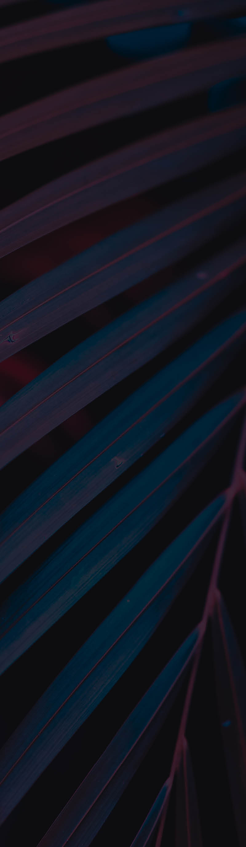 Pink palm leaf pattern texture abstract background with blur bokeh sun light. Copy space for graphic design tropical summer concept. Vintage tone filter effect color style.