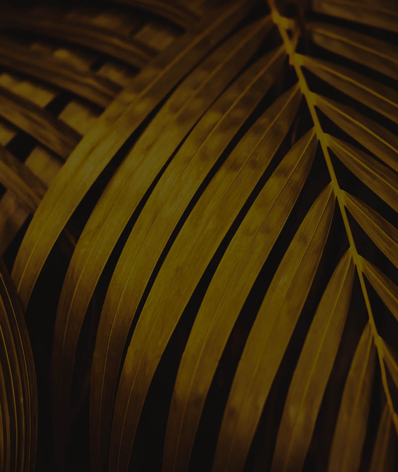 Golden palm leaf pattern texture abstract background. Copy space for graphic design tropical summer concept. Vintage tone filter effect color style.