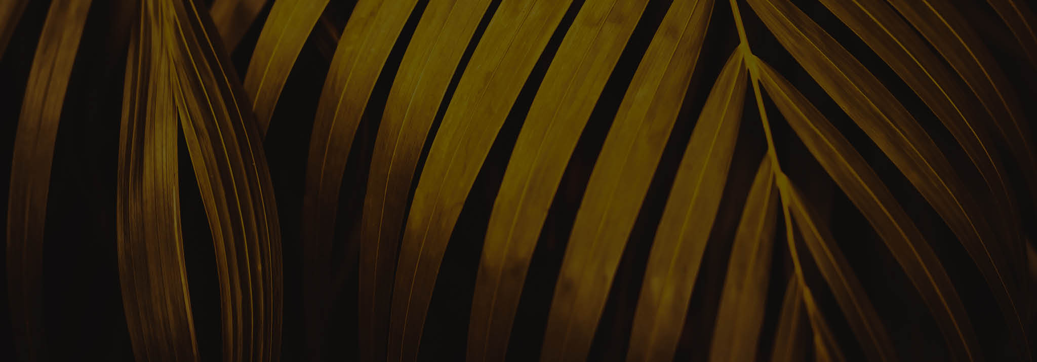 Golden palm leaf pattern texture abstract background. Copy space for graphic design tropical summer concept. Vintage tone filter effect color style.