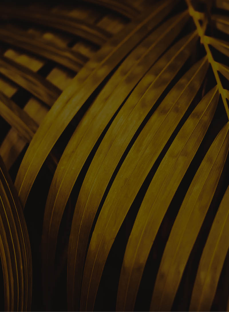 Golden palm leaf pattern texture abstract background. Copy space for graphic design tropical summer concept. Vintage tone filter effect color style.