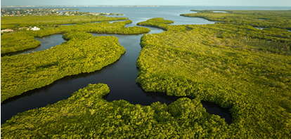 Overhead view of Everglades swamp with green vegetation between water inlets. Natural habitat of many tropical species in Florida wetlands