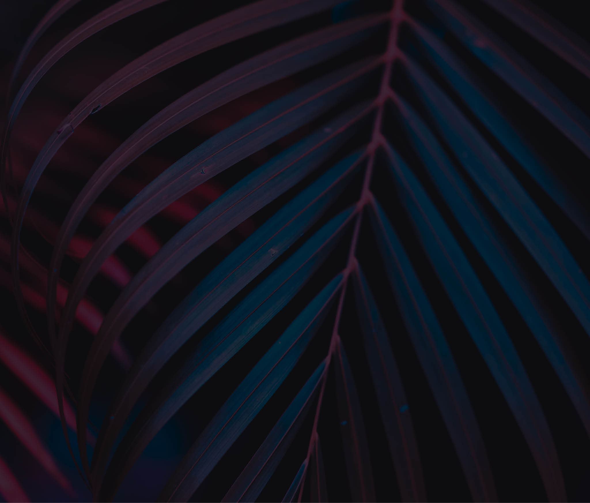 Pink palm leaf pattern texture abstract background with blur bokeh sun light. Copy space for graphic design tropical summer concept. Vintage tone filter effect color style.